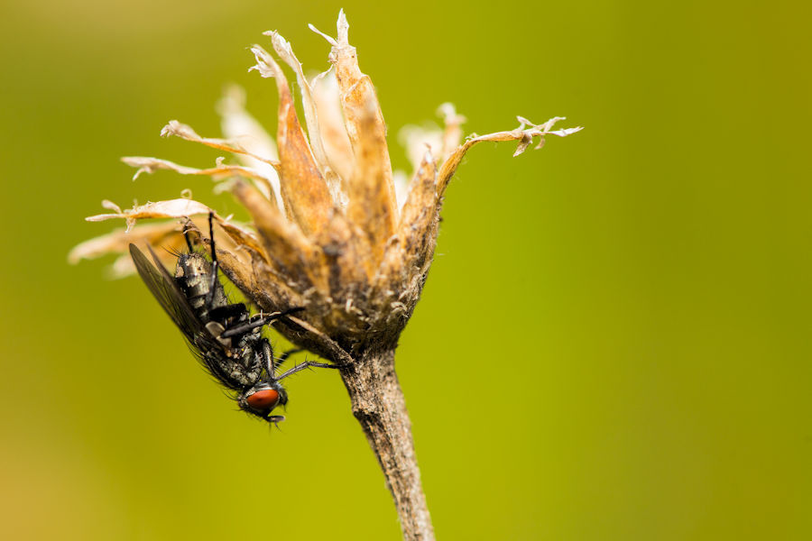Fliege bei einer verblühten Pflanze