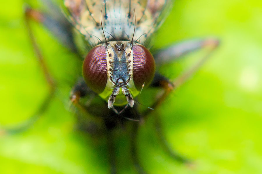 Fliegenkopf
