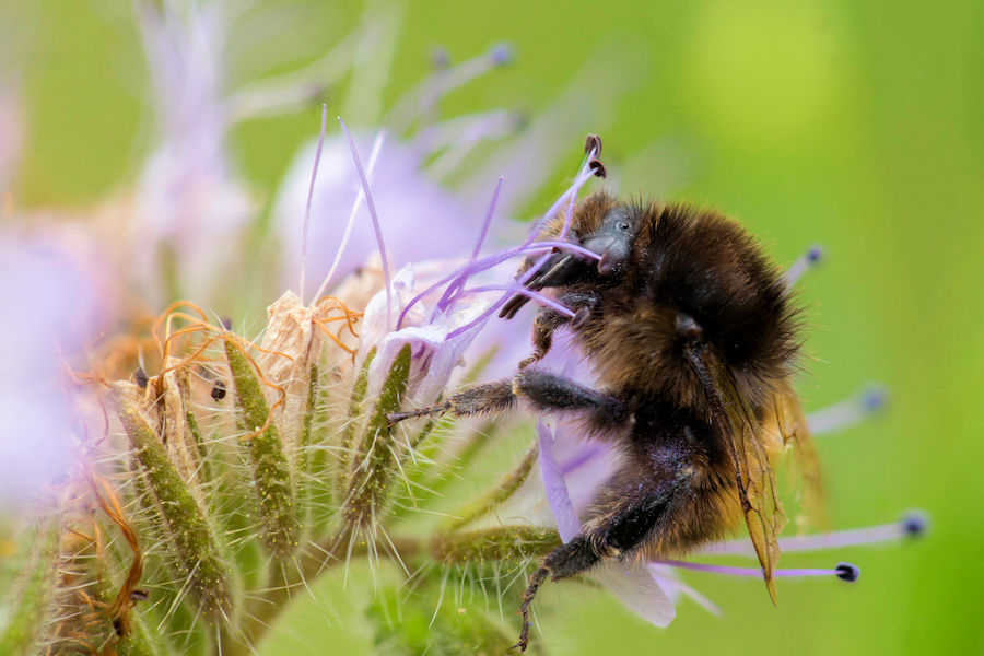 Hummel