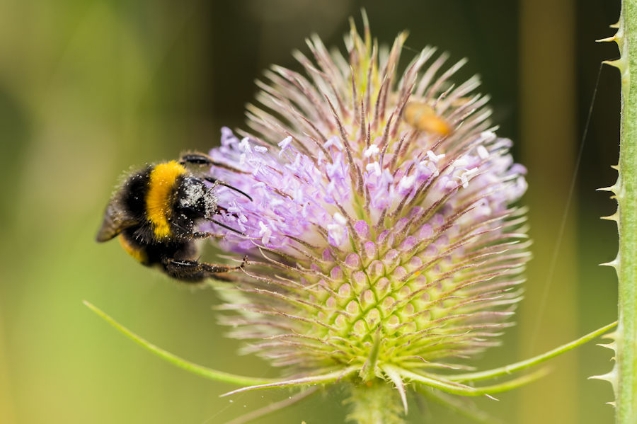 Hummel auf Wilde Karde