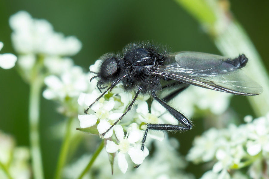 Märzfliege