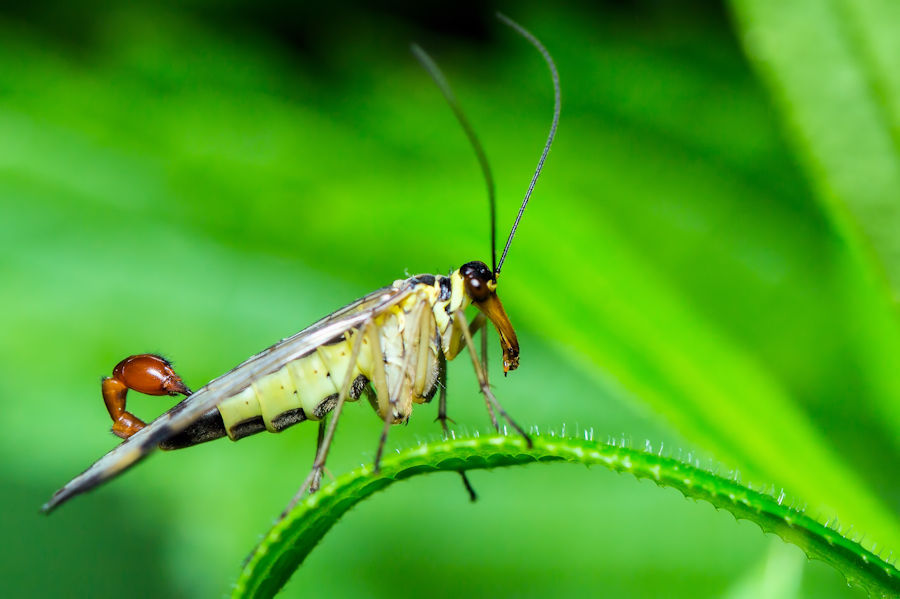 Skorpionsfliege