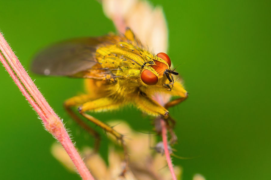 Fliege