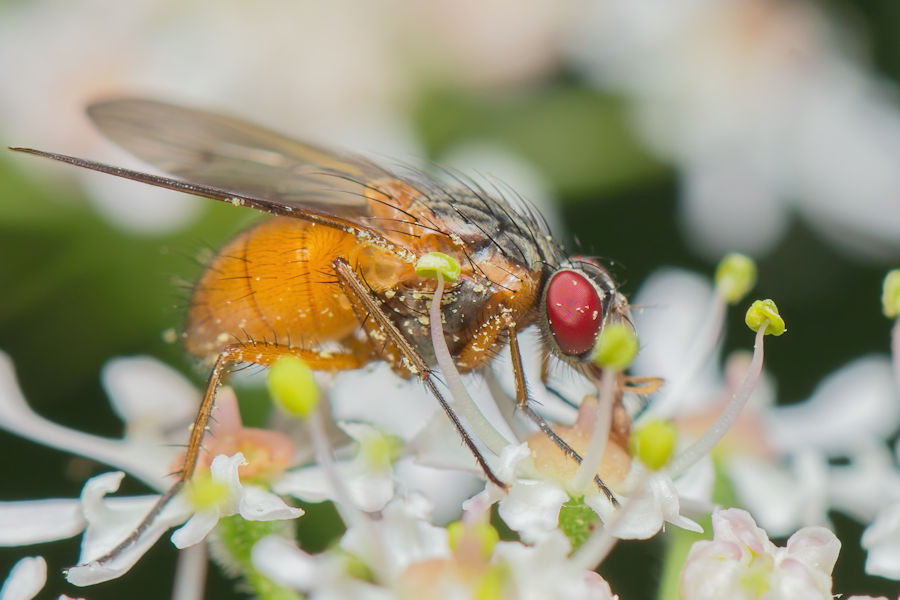 Fliege