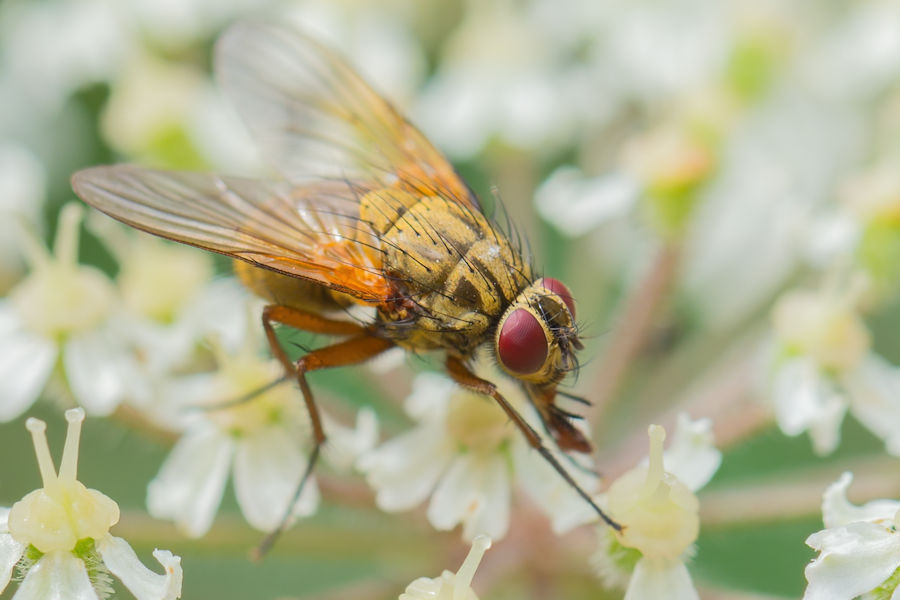 Fliege