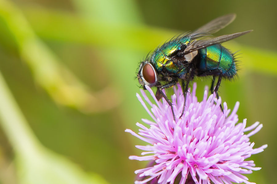 Fliege auf einer Distelblüte