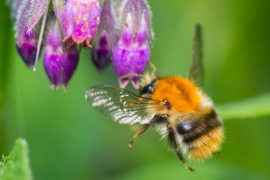 Hummel
