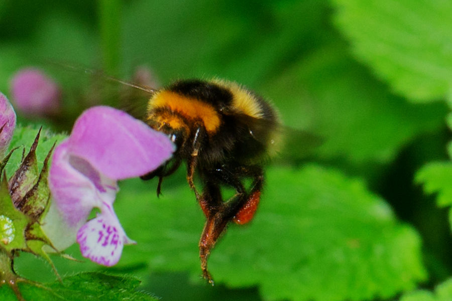 Hummel an einer Taubnessel