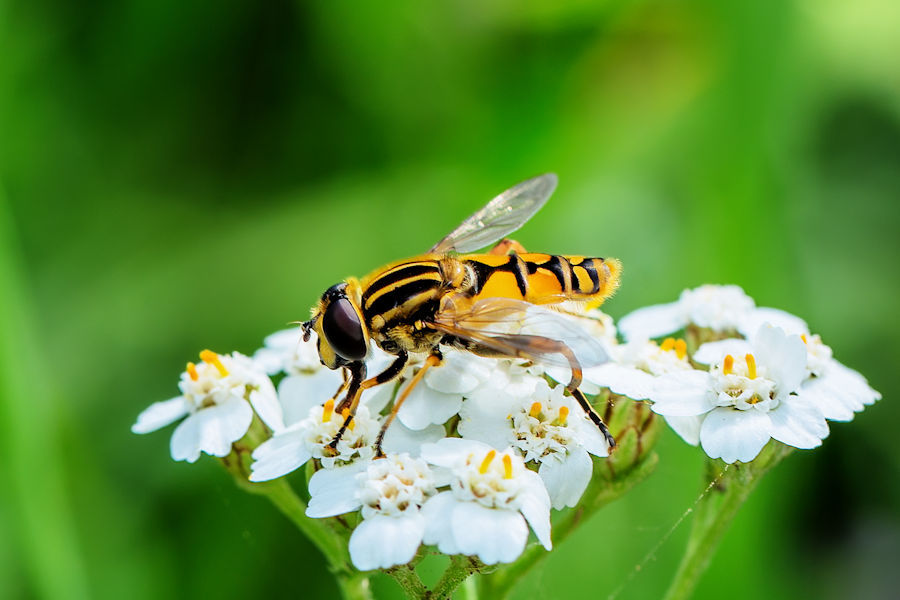 Schwebefliege