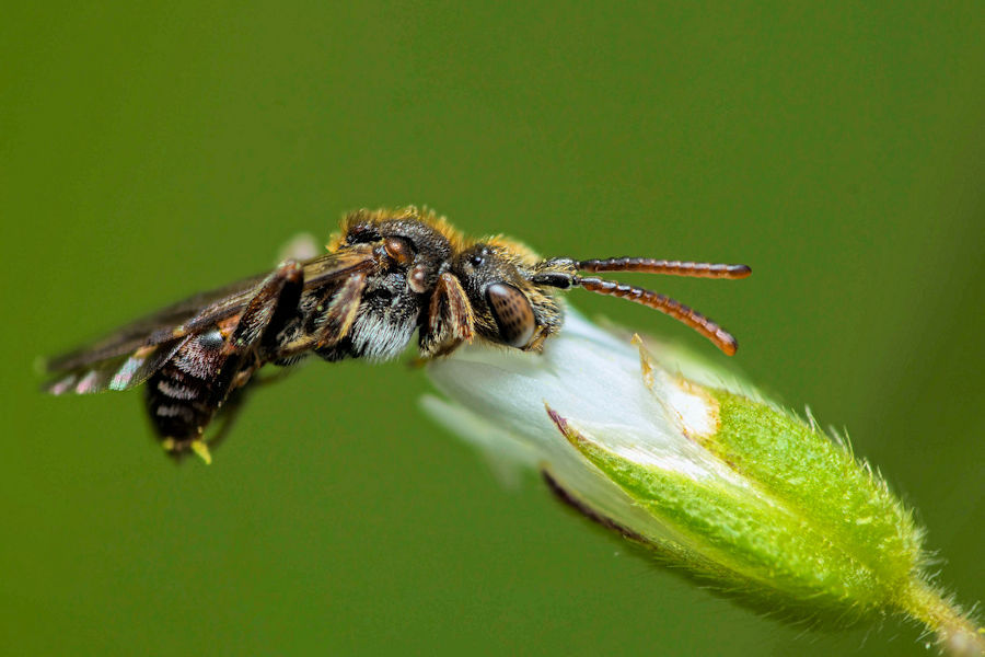 Wildbiene in ihrer typischen Schlafstellung mit angezogenen Beinen festgebissen an einer Blüte