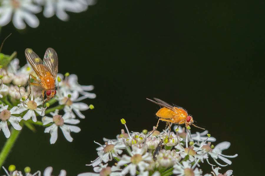 Zwei Fliegen