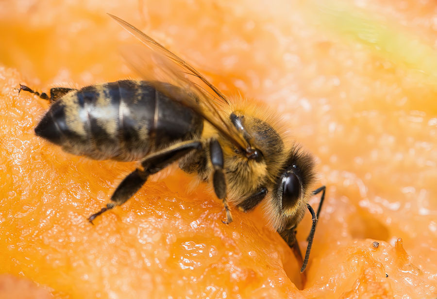 Biene auf einer Birne