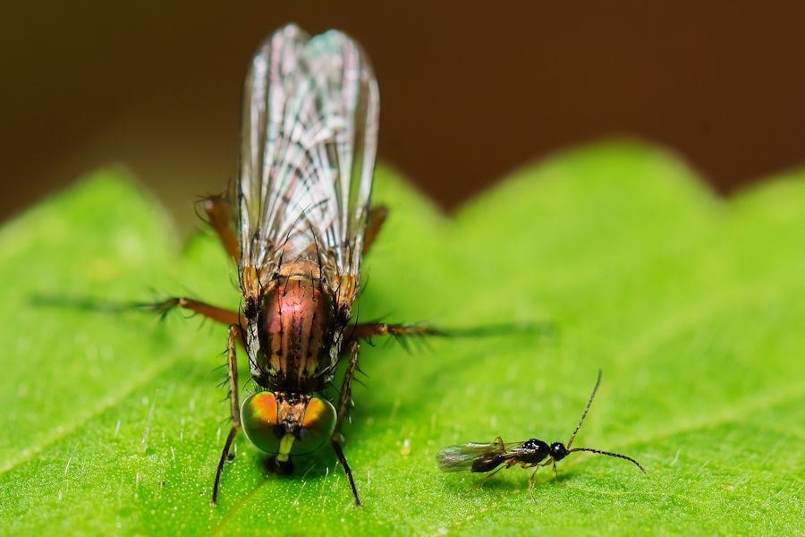 Die Fliege und die Wespe