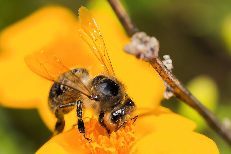 Fleissige Biene