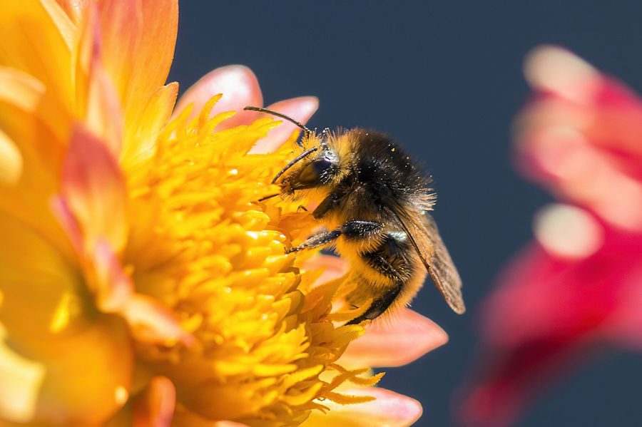 Fleissige Hummel