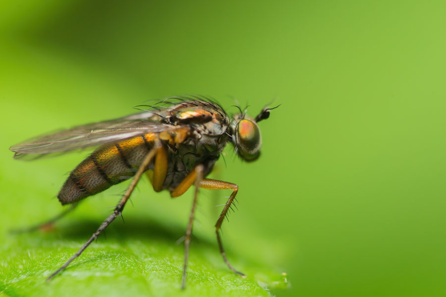 Fliege