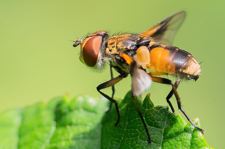 Fliege