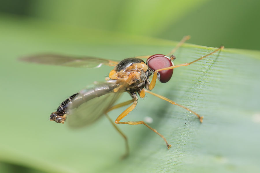 Fliege
