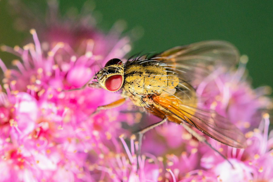 Fliege