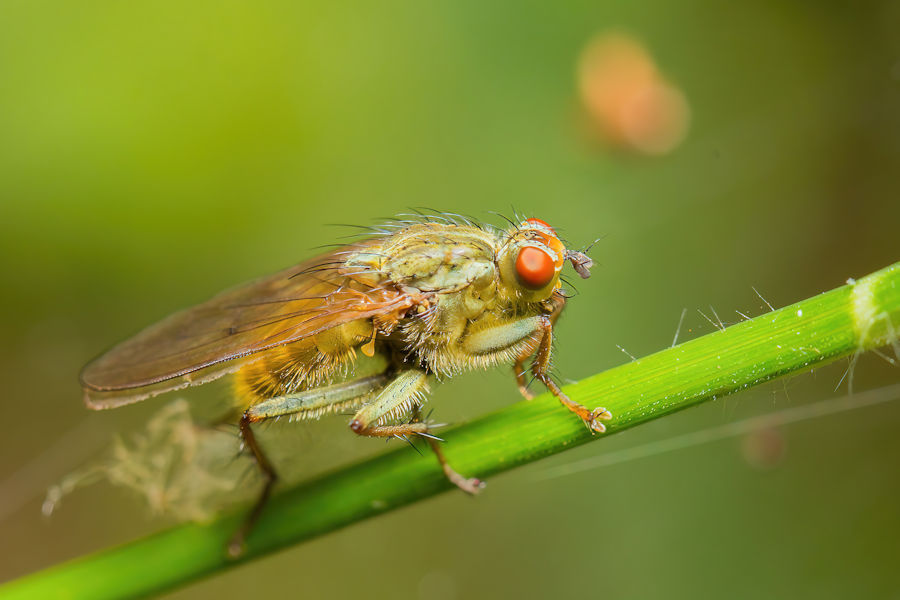 Fliege