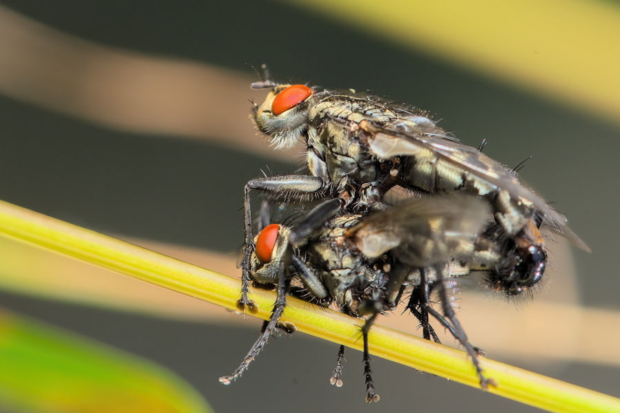 Fliegenpaarung