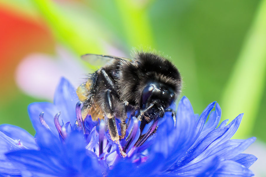 Hummel auf einer Kornblume