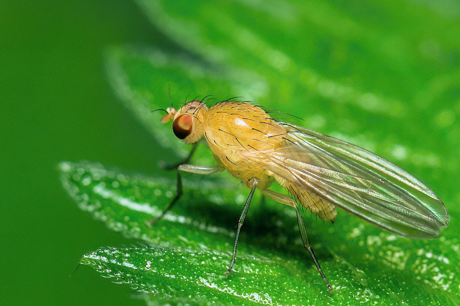 Kleine Fliege