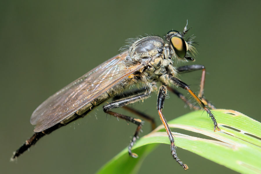 Raubfliege