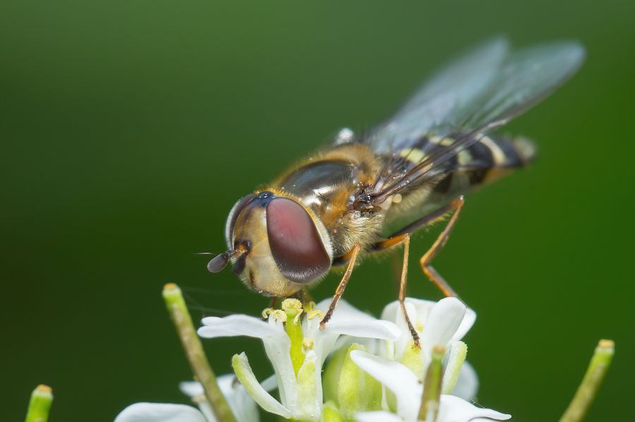 Schwebefliege