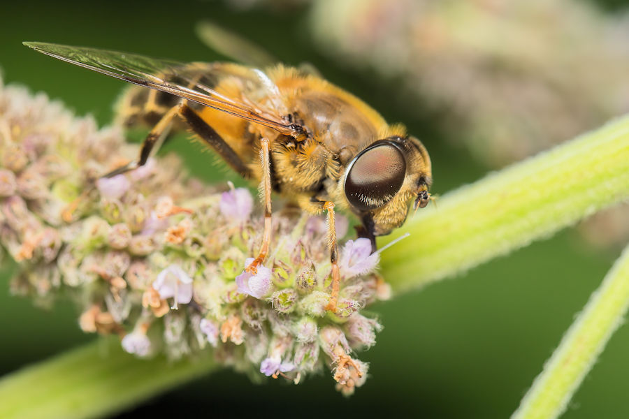 Schwebefliege