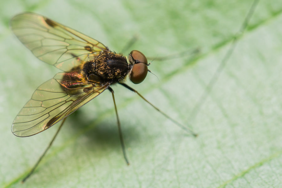 kleine Fliege