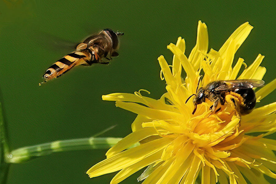 Schwebefliege