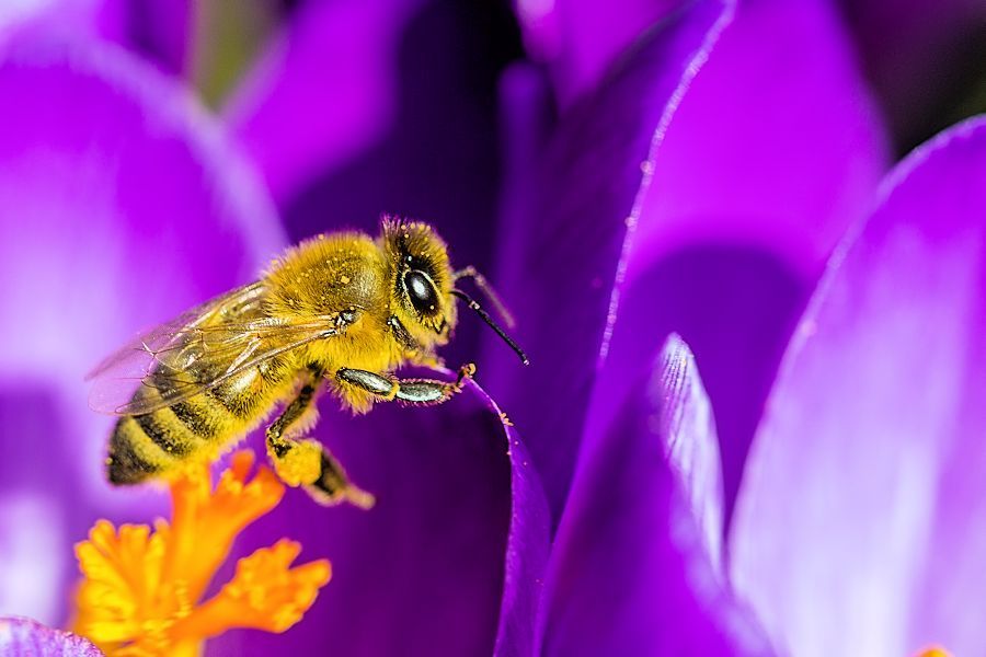 Biene auf Krokus