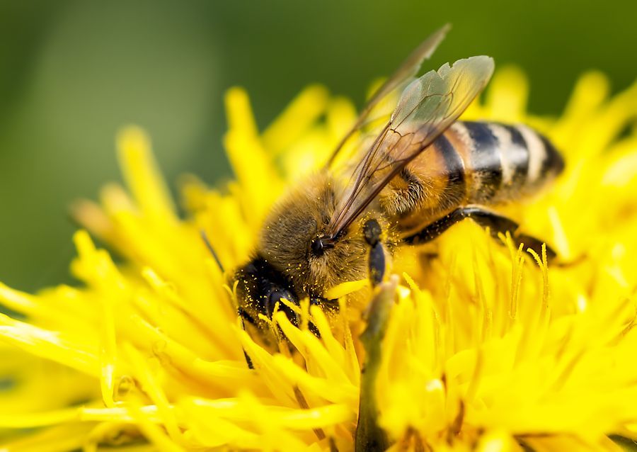 Biene auf Löwenzahnblüte