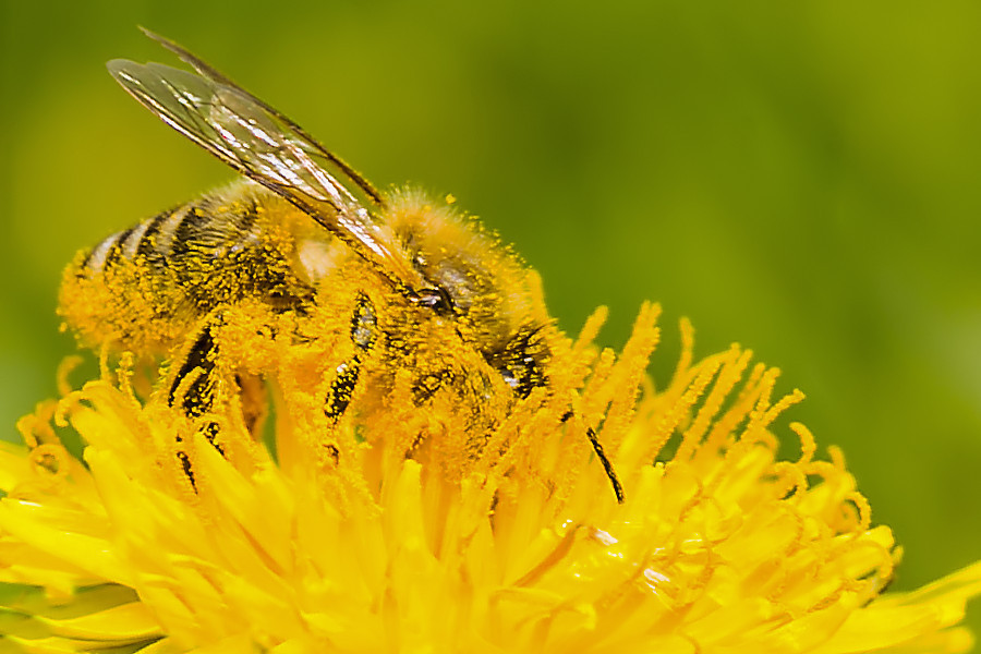 Biene auf Löwenzahnblüte