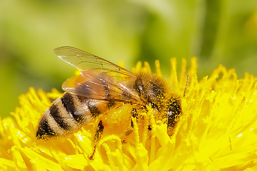 Biene auf einer Löwenzahnblüte
