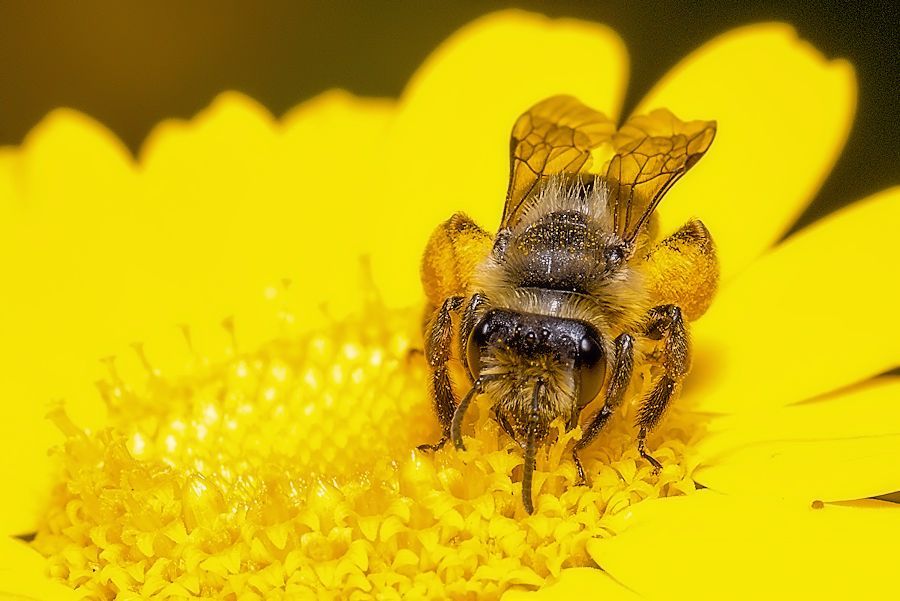 Biene auf gelber Blüte