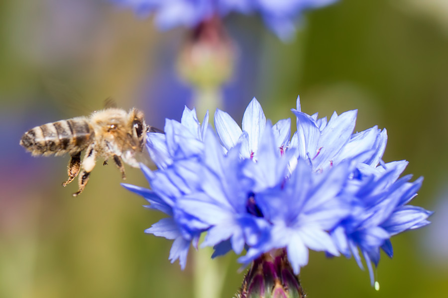 Biene im Anflug auf blaue Blüte