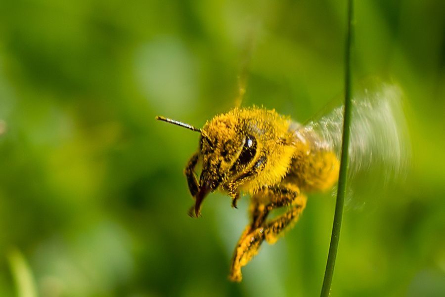 Biene im Flug