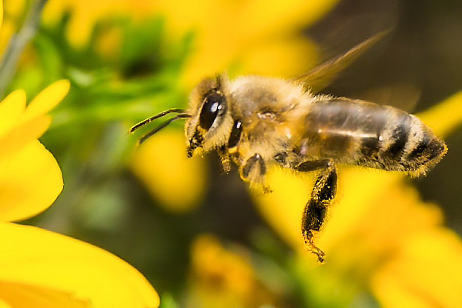 Biene im Flug