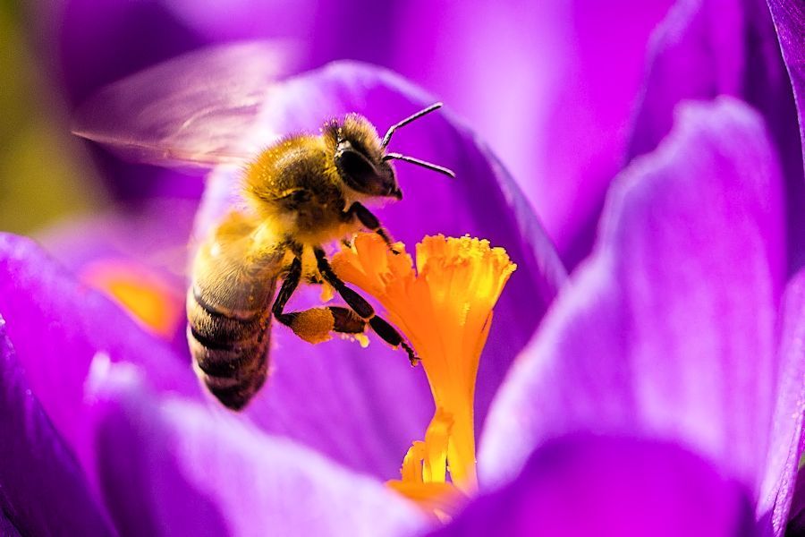 Biene im Krokus