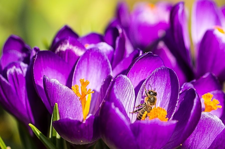Biene in Krokus