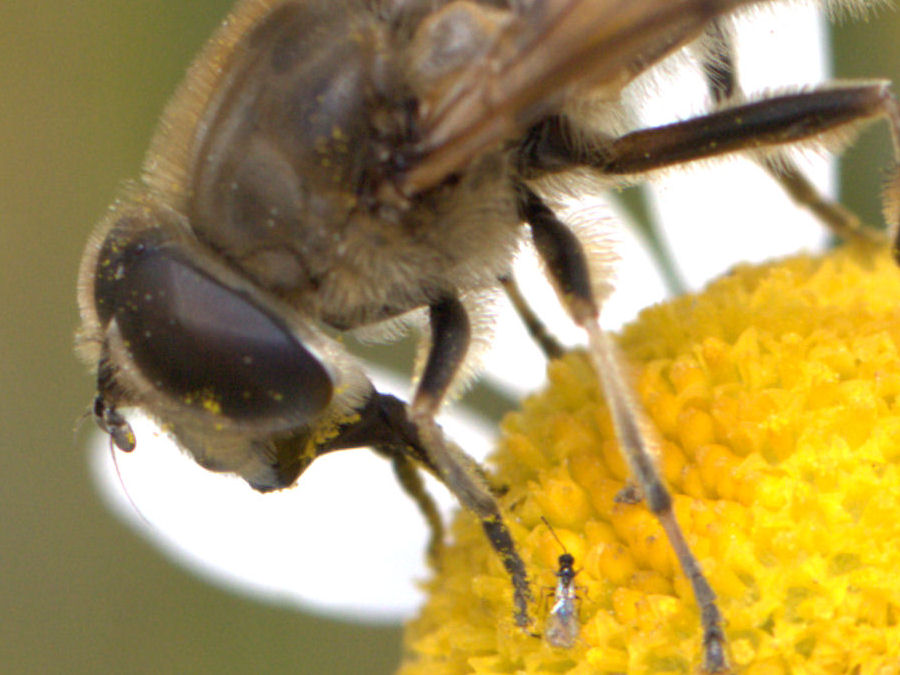 Biene mit kleiner Fliege