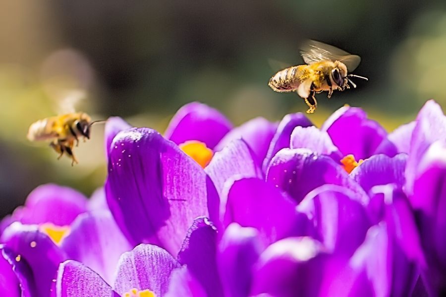 Bienen und Krokusse