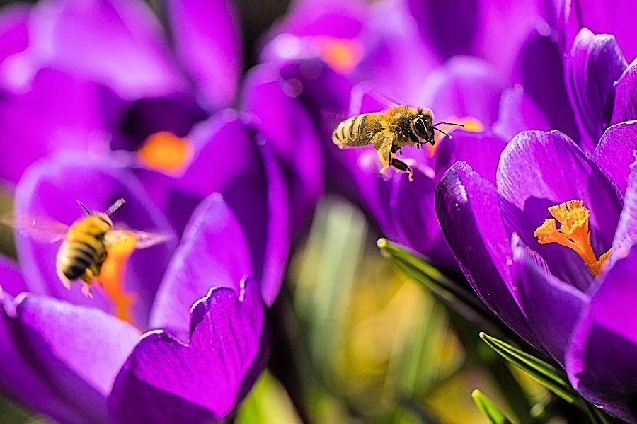 Bienen und Krokusse