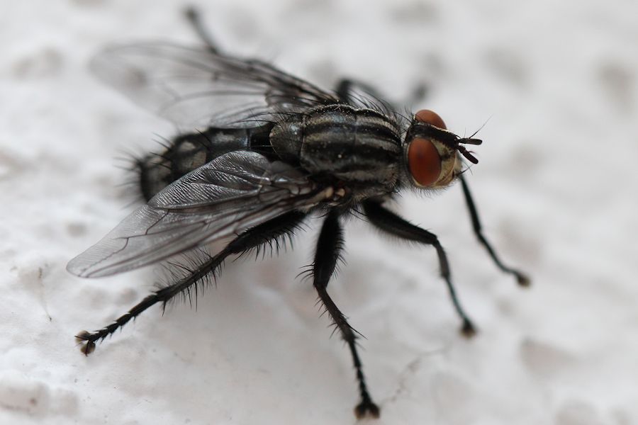 Fleischfliege