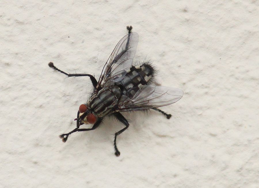 Fleischfliege