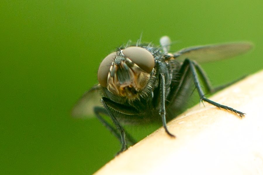Fliege