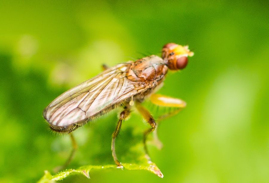 Fliege