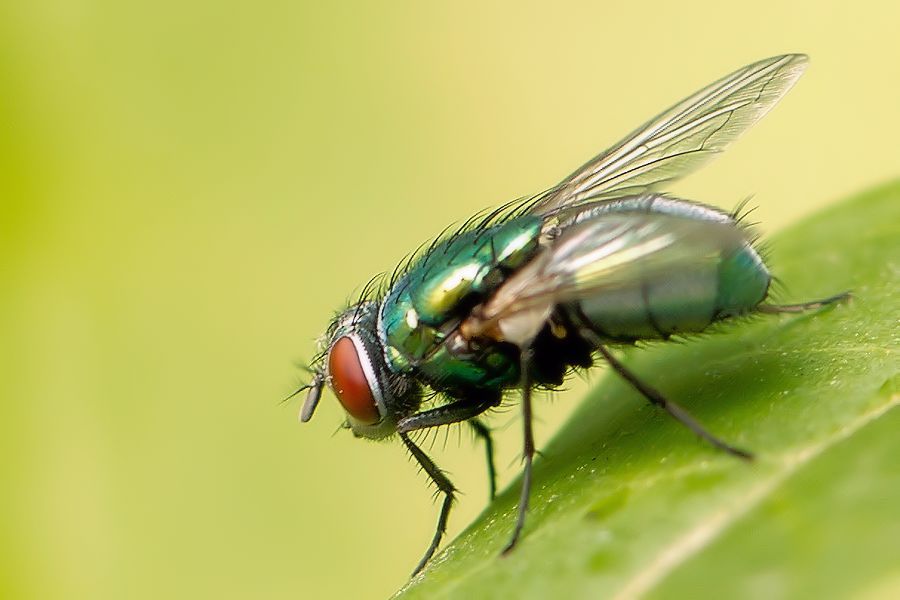Fliege